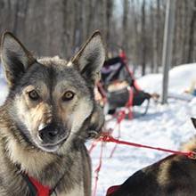 Photo of Dog Sledding and Ice Formations of Michigan's Upper Peninsula 