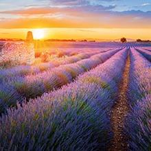 Photo of Flavors of Provence  