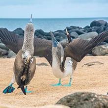 Photo of The Galapagos Islands with MSU Professors Michael Gottfried and Pamela Rasmussen 